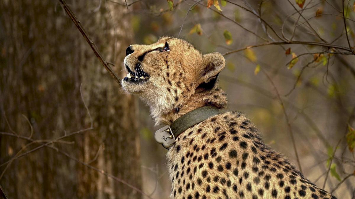 India’s Project Cheetah must stop importing big cats, say scientists
