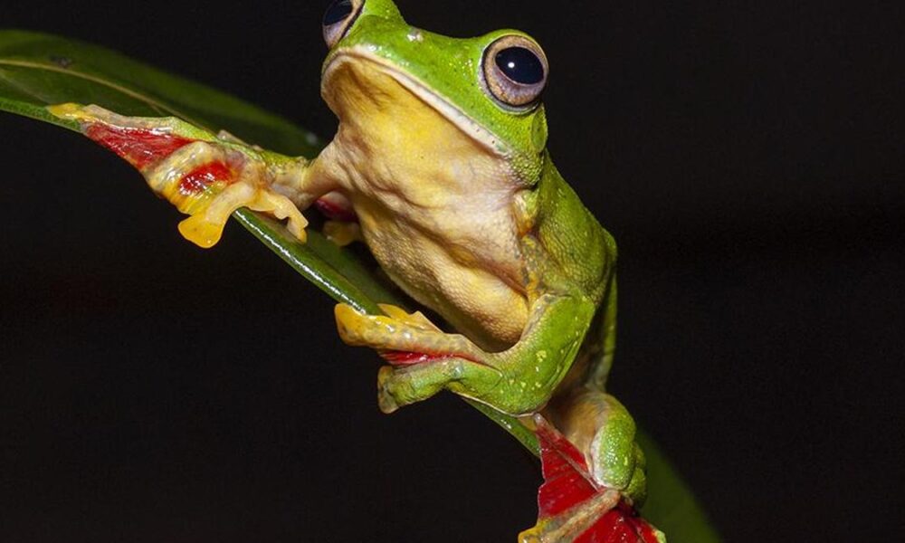 India’s frogs are finding allies from citizen science to sanctuaries
