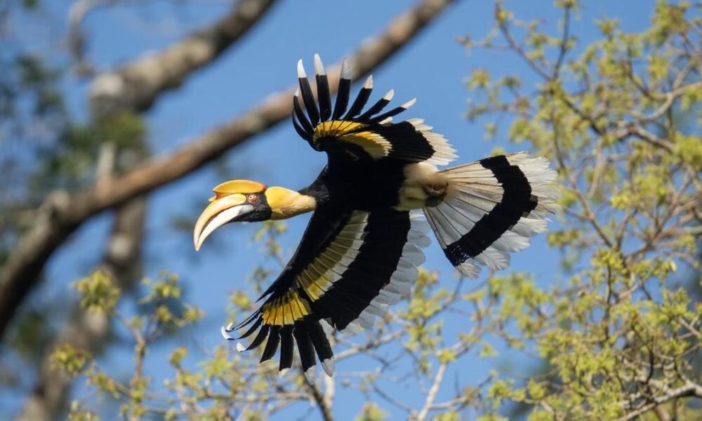 Kerala: Faunal survey in Vazhachal adds 26 species to checklist of wildlife division in Western Ghats