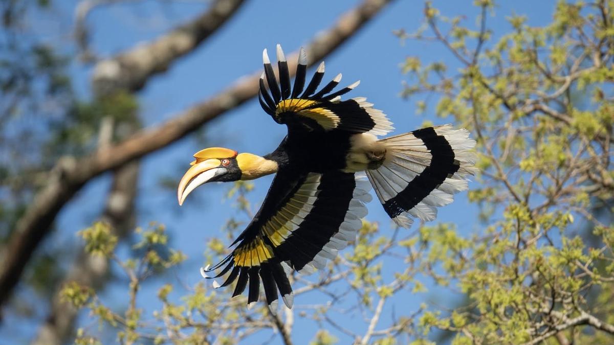 Kerala: Faunal survey in Vazhachal adds 26 species to checklist of wildlife division in Western Ghats