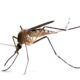 Mosquitoes began biting hominins 1.8 million years ago, study says