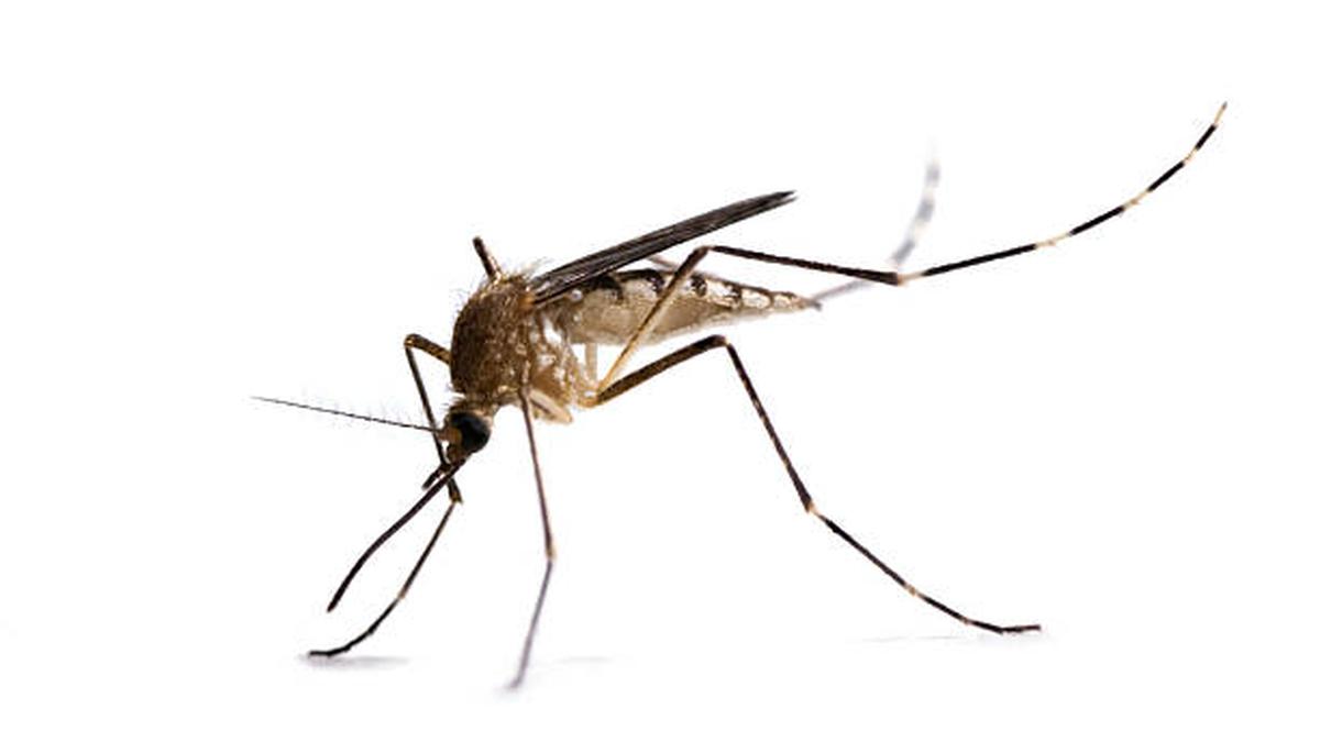 Mosquitoes began biting hominins 1.8 million years ago, study says