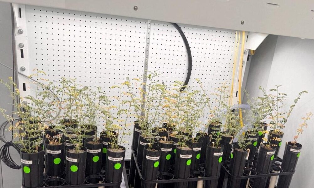 Science News: With lunar missions looming, scientists grow chickpeas in 'moon dirt'