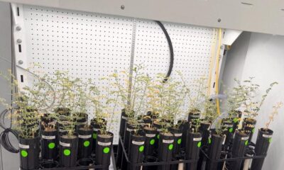 Science News: With lunar missions looming, scientists grow chickpeas in 'moon dirt'