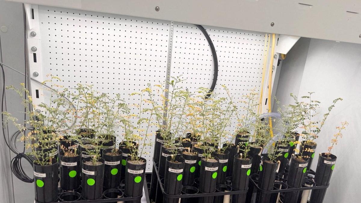 Science News: With lunar missions looming, scientists grow chickpeas in 'moon dirt'