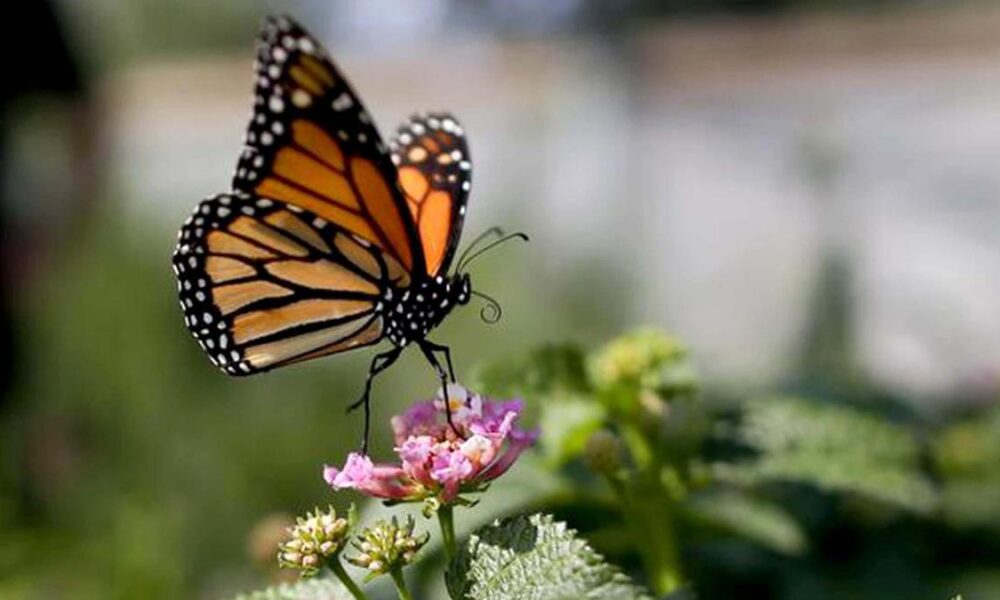 Science for all newsletter Milkweed is a toxic treat for monarch butterflies