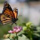 Science for all newsletter Milkweed is a toxic treat for monarch butterflies