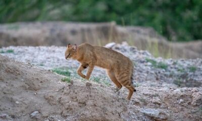 Secretive jungle cats need habitats outside protected areas: study