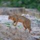Secretive jungle cats need habitats outside protected areas: study