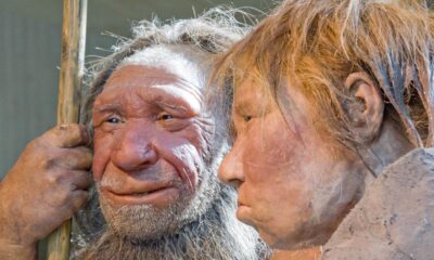 Sex bias: key to a DNA puzzle