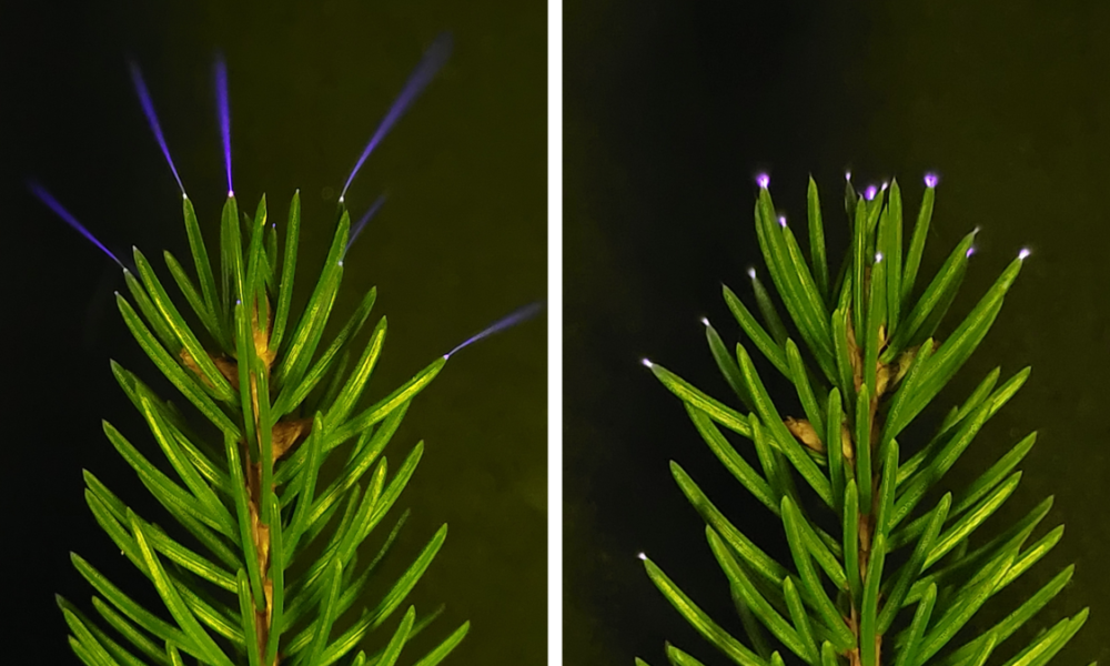 UV camera snaps treetops glowing as thunderstorm passed overhead