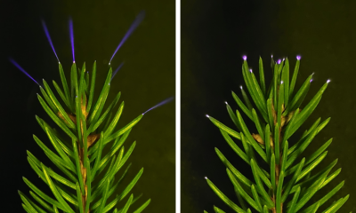 UV camera snaps treetops glowing as thunderstorm passed overhead