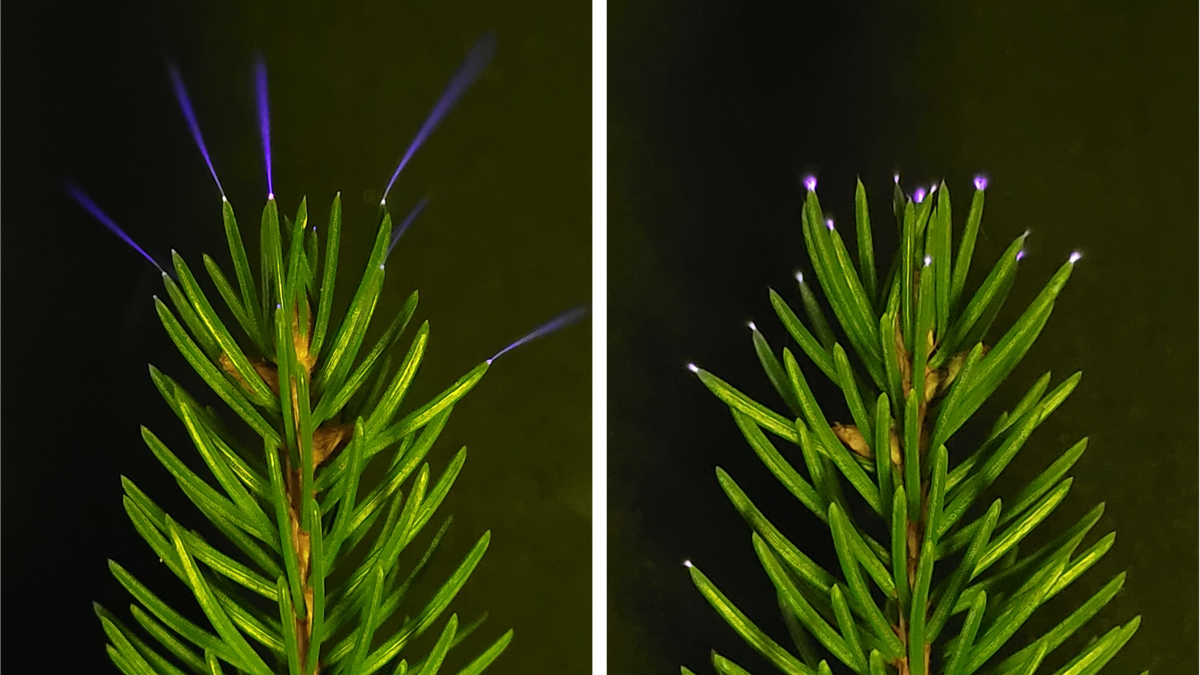 UV camera snaps treetops glowing as thunderstorm passed overhead