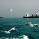 West Asia war: how finding oil changed the Persian Gulf’s ecology