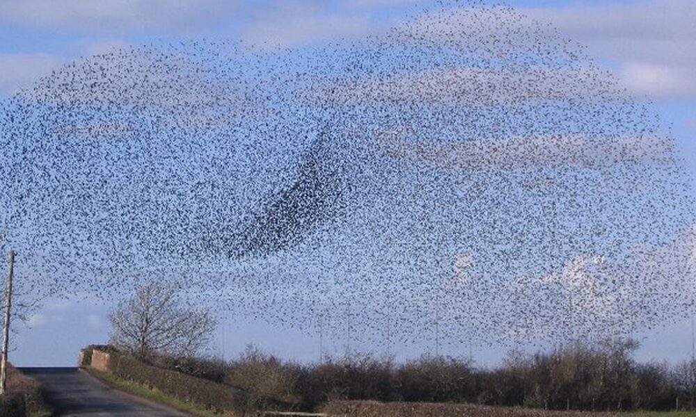 What we call animals when they come together