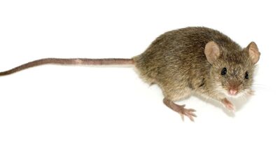 Aerobic exercise creates a muscle protein that boosts mouse memory