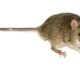 Aerobic exercise creates a muscle protein that boosts mouse memory