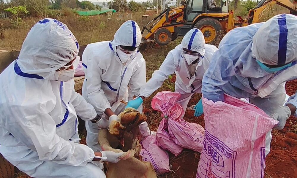 Bird flu in Bengaluru? H5N1 virus detected in Hesaraghatta poultry centre; no need for panic, says Dinesh Gundu Rao