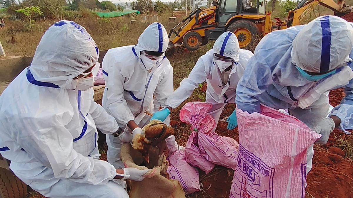 Bird flu in Bengaluru? H5N1 virus detected in Hesaraghatta poultry centre; no need for panic, says Dinesh Gundu Rao