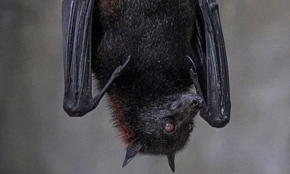 Call to quantify bat poop nutrition for crops