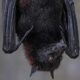 Call to quantify bat poop nutrition for crops