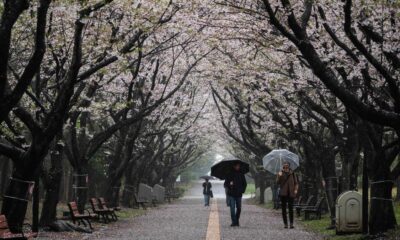 Cherry blossoms fade in Japan with climate change