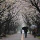 Cherry blossoms fade in Japan with climate change