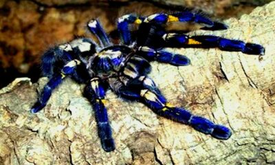Critically endangered Peacock Tarantula in spotlight after Pawan Kalyan post