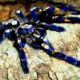 Critically endangered Peacock Tarantula in spotlight after Pawan Kalyan post