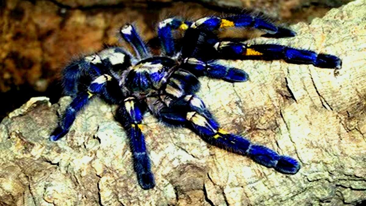 Critically endangered Peacock Tarantula in spotlight after Pawan Kalyan post