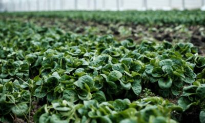 Cyborg botany: how scientists are turning plants into circuit boards