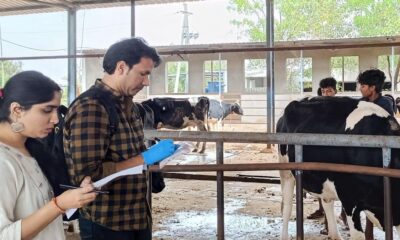 Dung test to detect early pregnancy in tigresses expanded to cattle