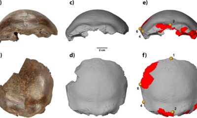 Hahnöfersand bone: of contention