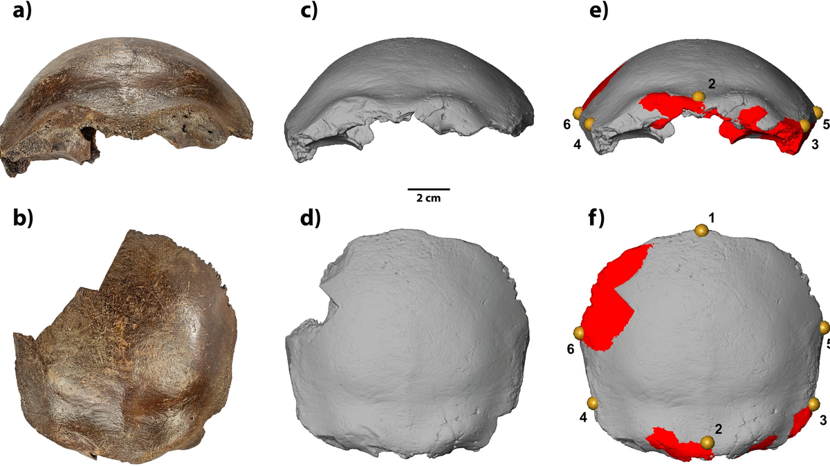 Hahnöfersand bone: of contention