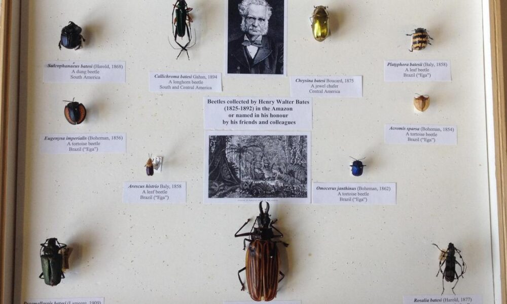 How Wallace and Bates revolutionised natural history