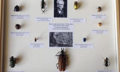 How Wallace and Bates revolutionised natural history