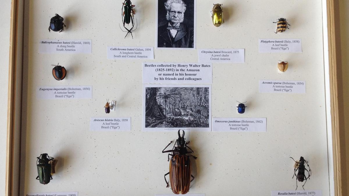 How Wallace and Bates revolutionised natural history