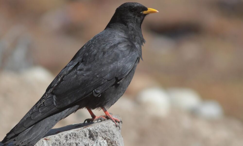 How energy efficiency drives seasonal mountain bird migration worldwide