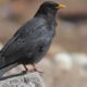 How energy efficiency drives seasonal mountain bird migration worldwide