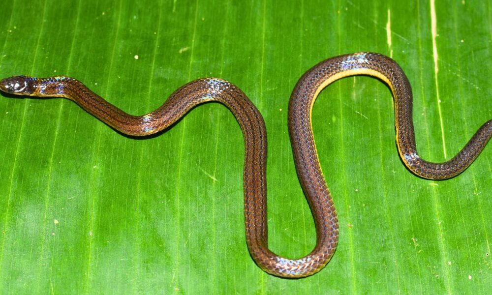 Meghalaya yields new burrowing reed snake