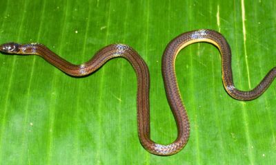 Meghalaya yields new burrowing reed snake