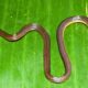 Meghalaya yields new burrowing reed snake