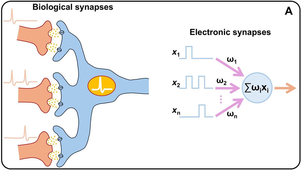 New brain-inspired ‘memristors’ promise to cut AI energy use