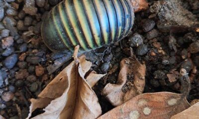 New study reveals self-cleaning mechanism of green pill millipede in Western Ghats