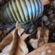 New study reveals self-cleaning mechanism of green pill millipede in Western Ghats