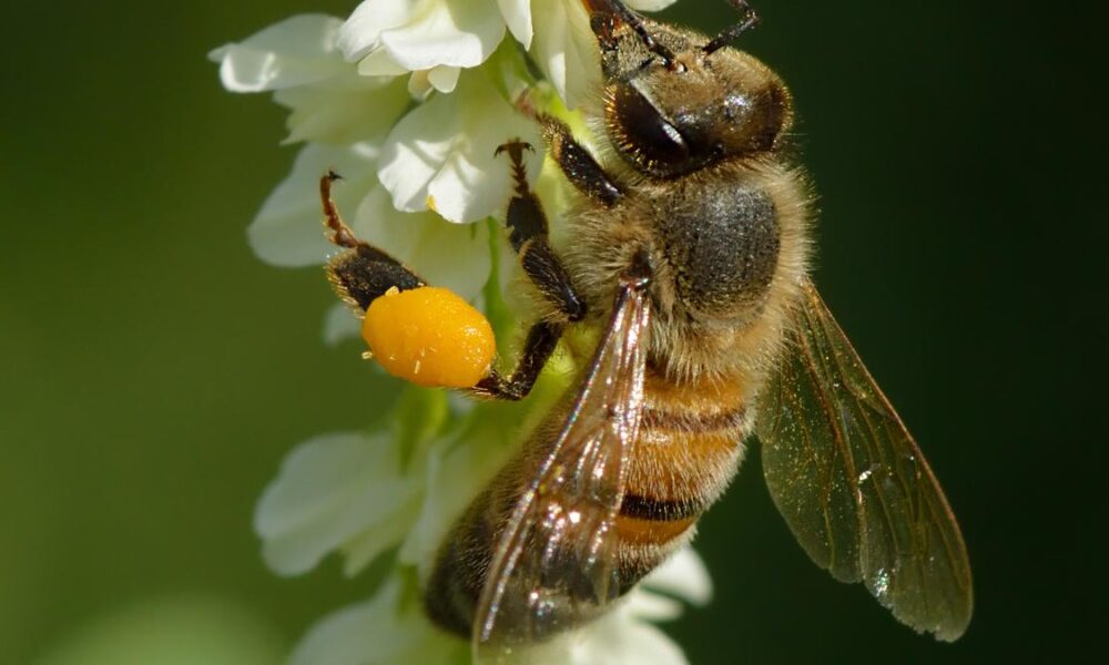 Science quiz | Poisons that became medicines