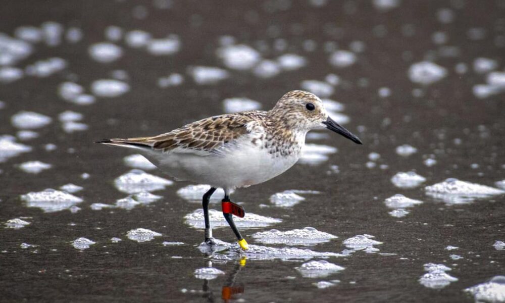 Shorebird from Australia spotted over 7,400 km away on island in Andamans: Expert