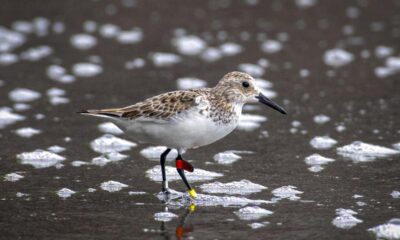 Shorebird from Australia spotted over 7,400 km away on island in Andamans: Expert