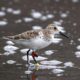 Shorebird from Australia spotted over 7,400 km away on island in Andamans: Expert
