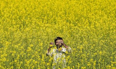 Societies embrace gene therapy but resist genetic change in crops